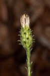 Georgia aster